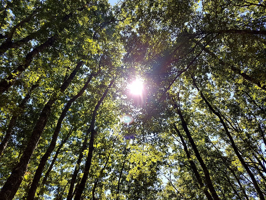 Sun, Trees, Nature, Leaves, Sky, ray, green, light, foliage HD wallpaper