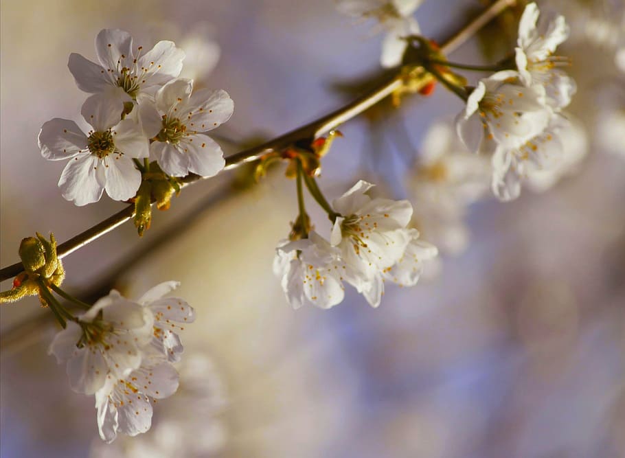 blossom, bloom, pink, macro, garden, flowers, plant, violet HD wallpaper