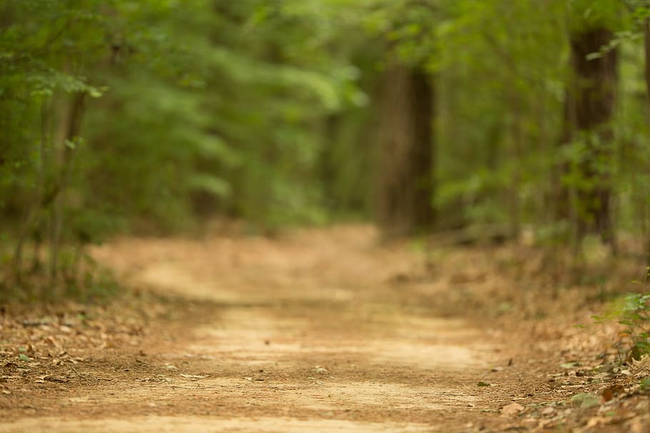 photo of road in a forest, the, street, nature, tranquility HD wallpaper