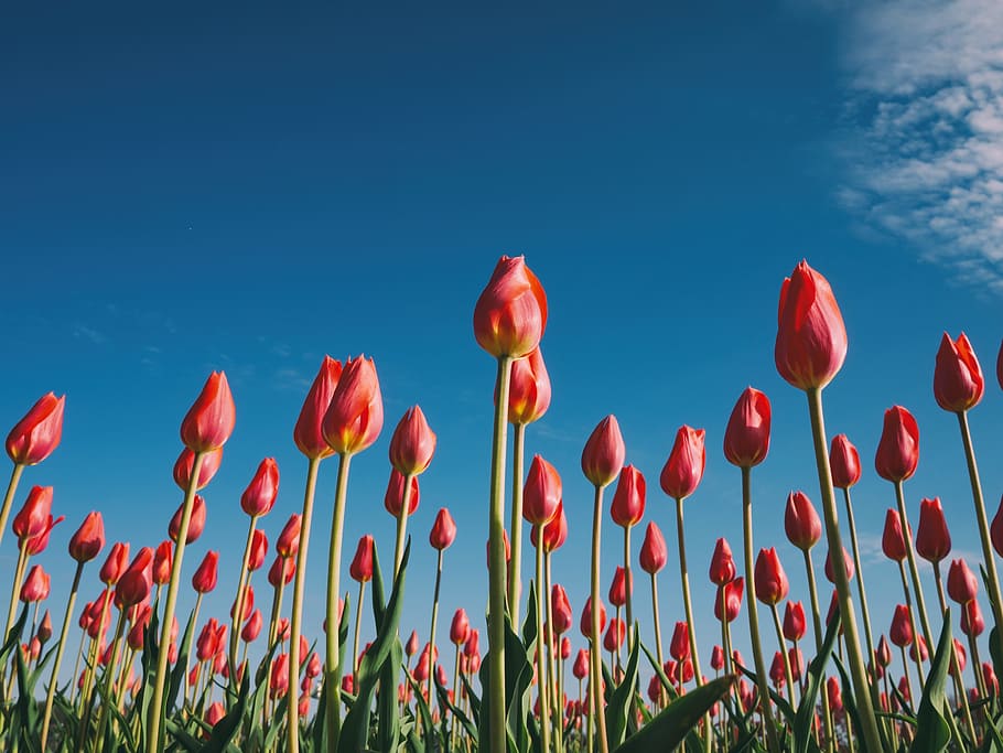 plants, flower, orange, tulips, petals, leaves, blooms, garden HD wallpaper