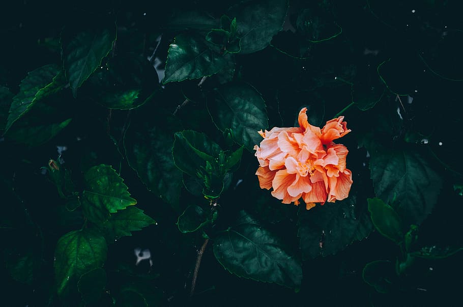 low angle photo of orange petaled flowers, orange flower and green leaves HD wallpaper