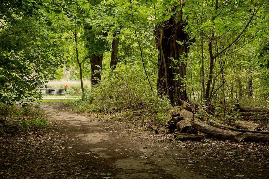 woods, forest, path, summer, bench, environment, conservation HD wallpaper