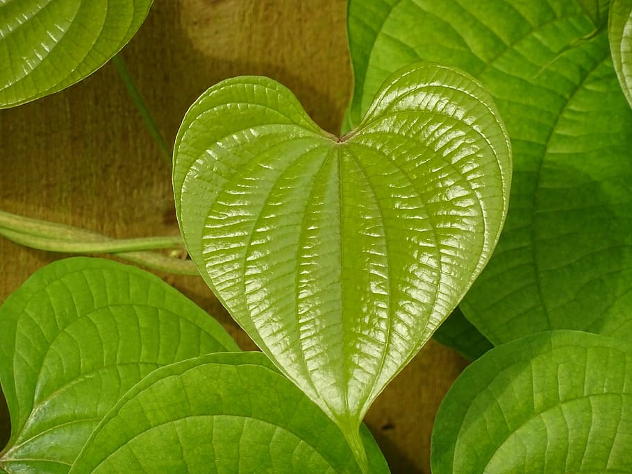 leaf, green, heart, green leaf, nature, design, plant part HD wallpaper