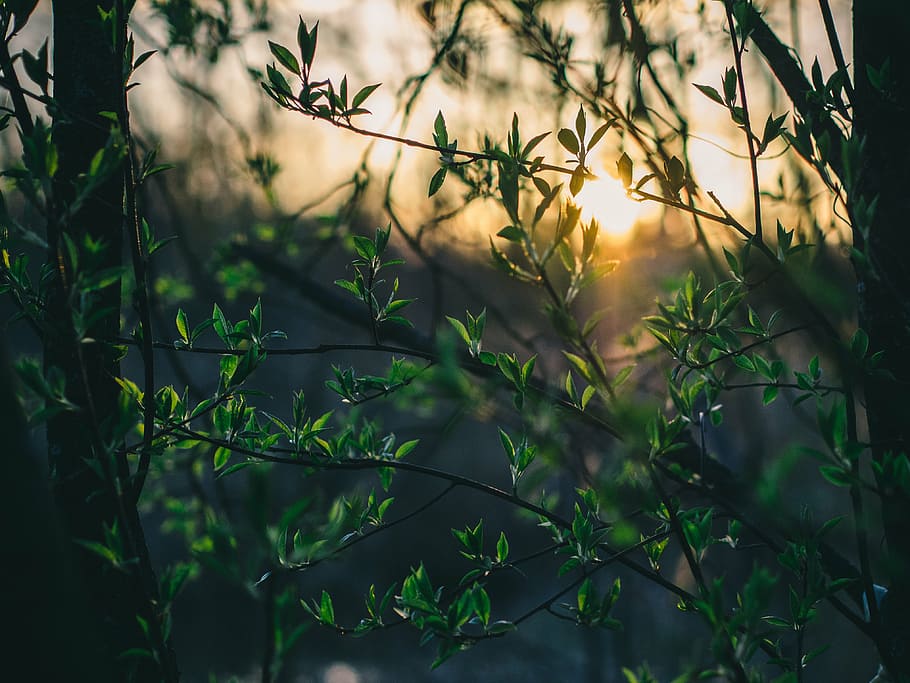 branches, forest, leaves, nature, sky, sun, sunset, tree, trees HD wallpaper