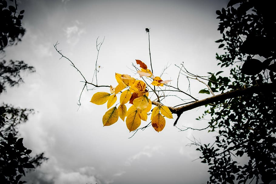 leaves, branch, sky, yellow, orange, autumn, vintage, october HD wallpaper