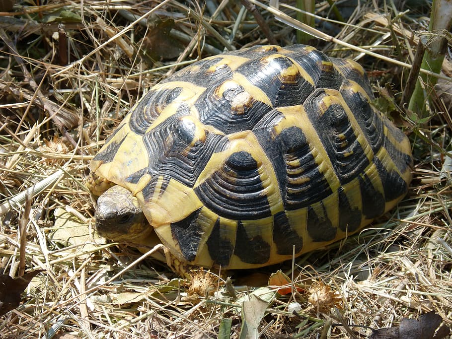 mediterranean tortoise, shell, priorat, turtle, protection, HD wallpaper