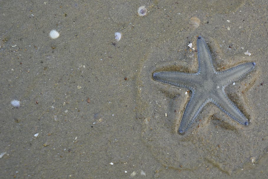 starfish, beach, nature, seashells, sand, one animal, animal themes HD wallpaper