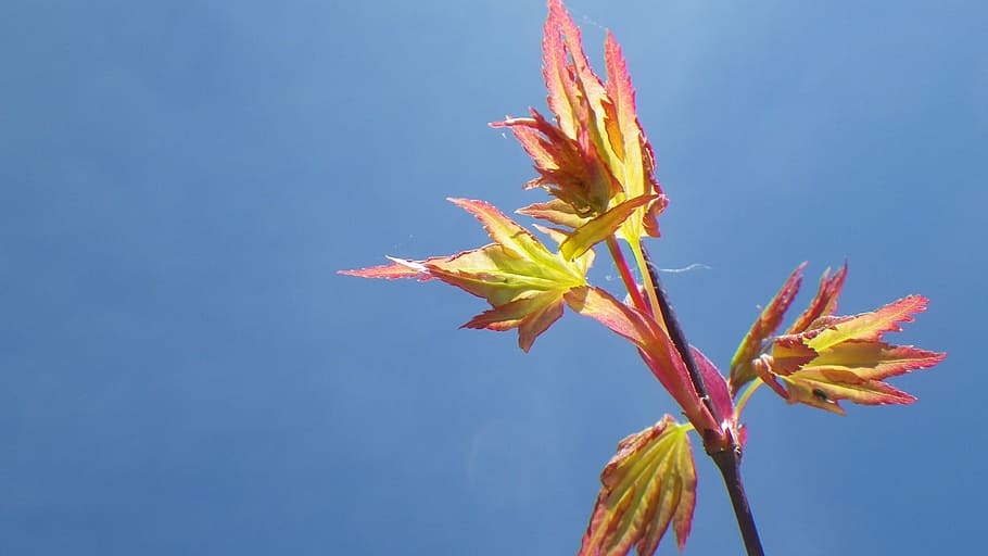 sky, spring, leaf, purple maple, japan, nature, plant, autumn HD wallpaper