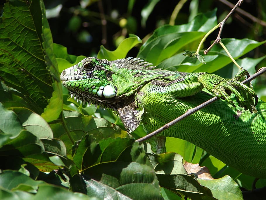 Animals, Iguana, Nature, Biology, green, reptile, animal wildlife HD wallpaper
