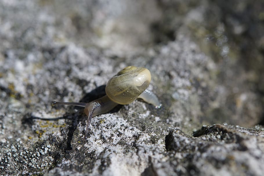 snail, crawl, steinig, yellow, shell, slowly, mollusk, nature HD wallpaper