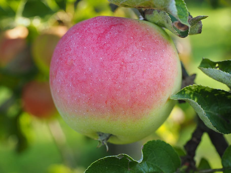 apple, apple tree, fruit, red, fruits, ripe, fresh, healthy, HD wallpaper
