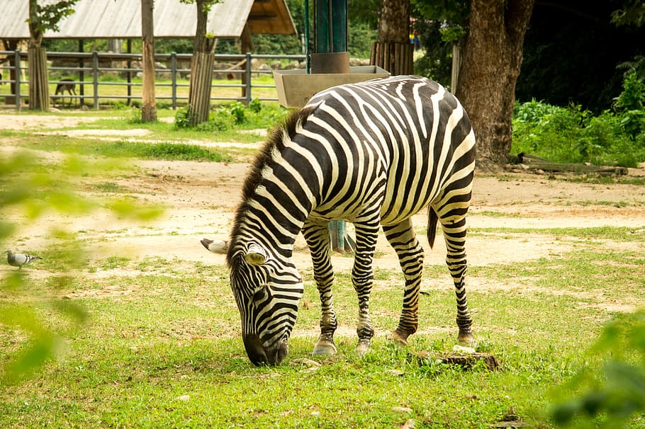 zebra, animal, animal wildlife, animal themes, animals in the wild HD wallpaper