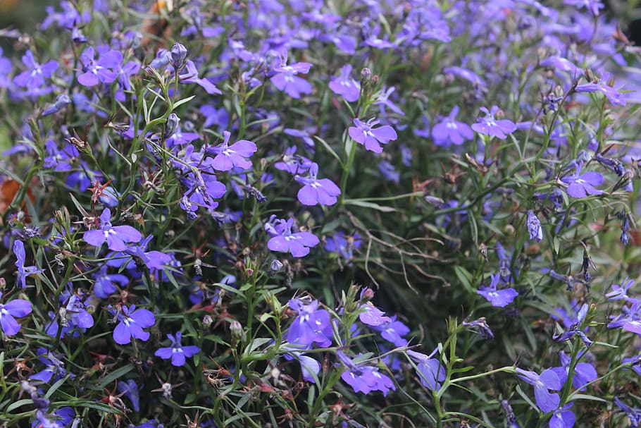 flowers, blue, nature, flowering plant, fragility, vulnerability HD wallpaper