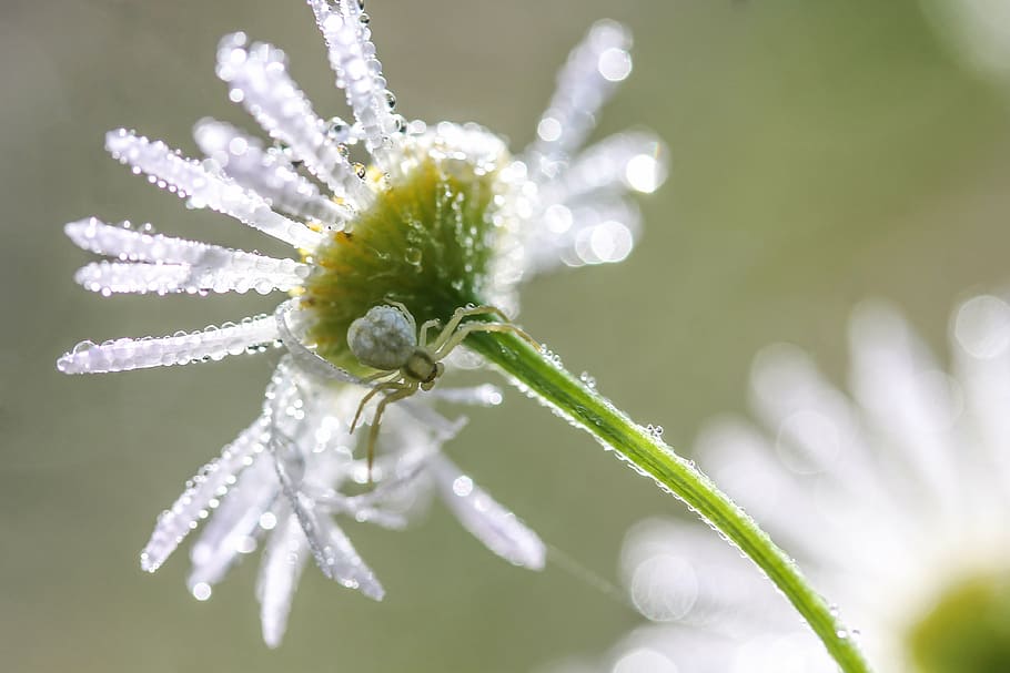 white petaled flower with water dew, daisy, dew-drop, spider HD wallpaper