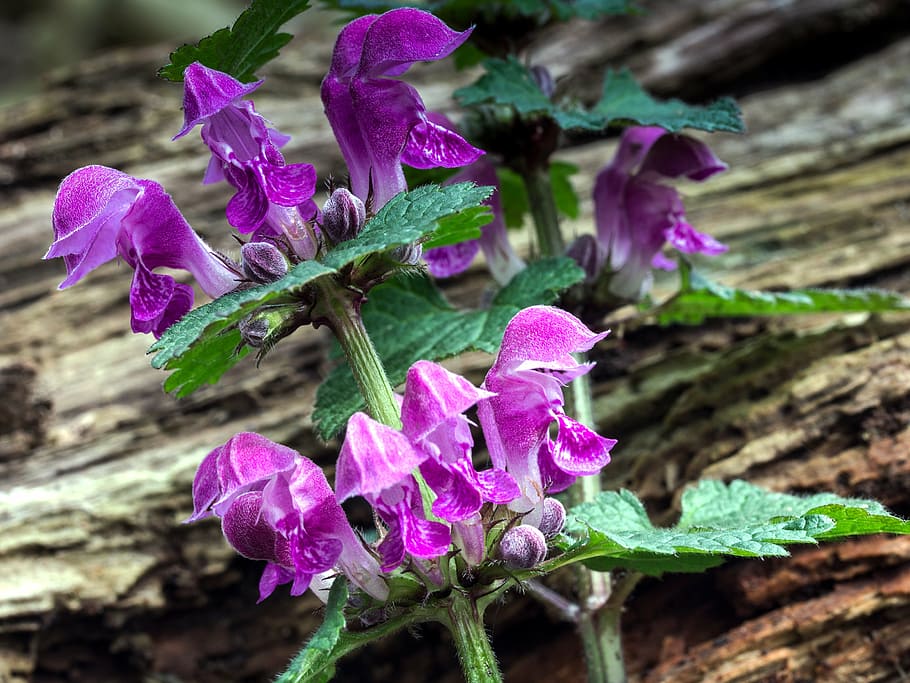 wood, structure, background, log, old, spring, plant, rot, flowering plant HD wallpaper