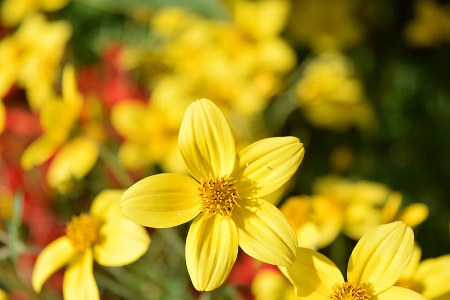 gold marie, bidens ferulifolia, goldweizahn, flowers, yellow, HD wallpaper