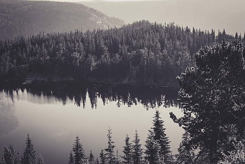 body of water near tall trees, lake near snow covered forest HD wallpaper