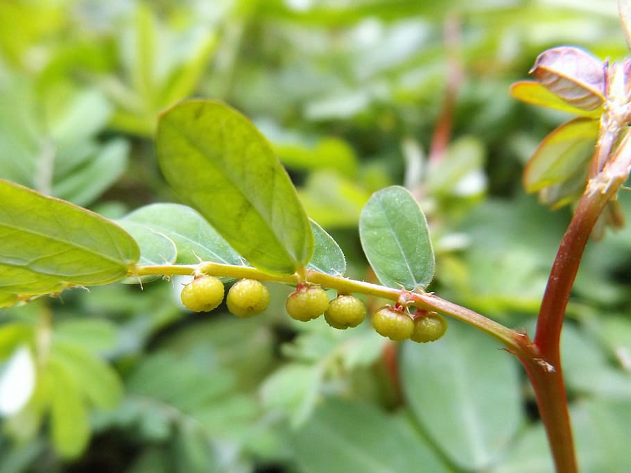 small, fruit, garden, plant, growth, plant part, leaf, close-up HD wallpaper