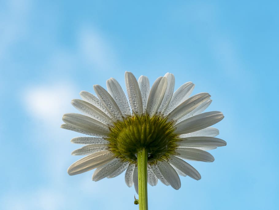 bottom view of white flower, macro shot photography of white flowers HD wallpaper
