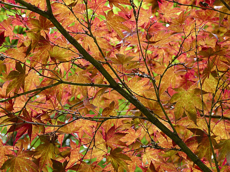 forest, red maple, tree, nature, landscape, natural, colorful HD wallpaper
