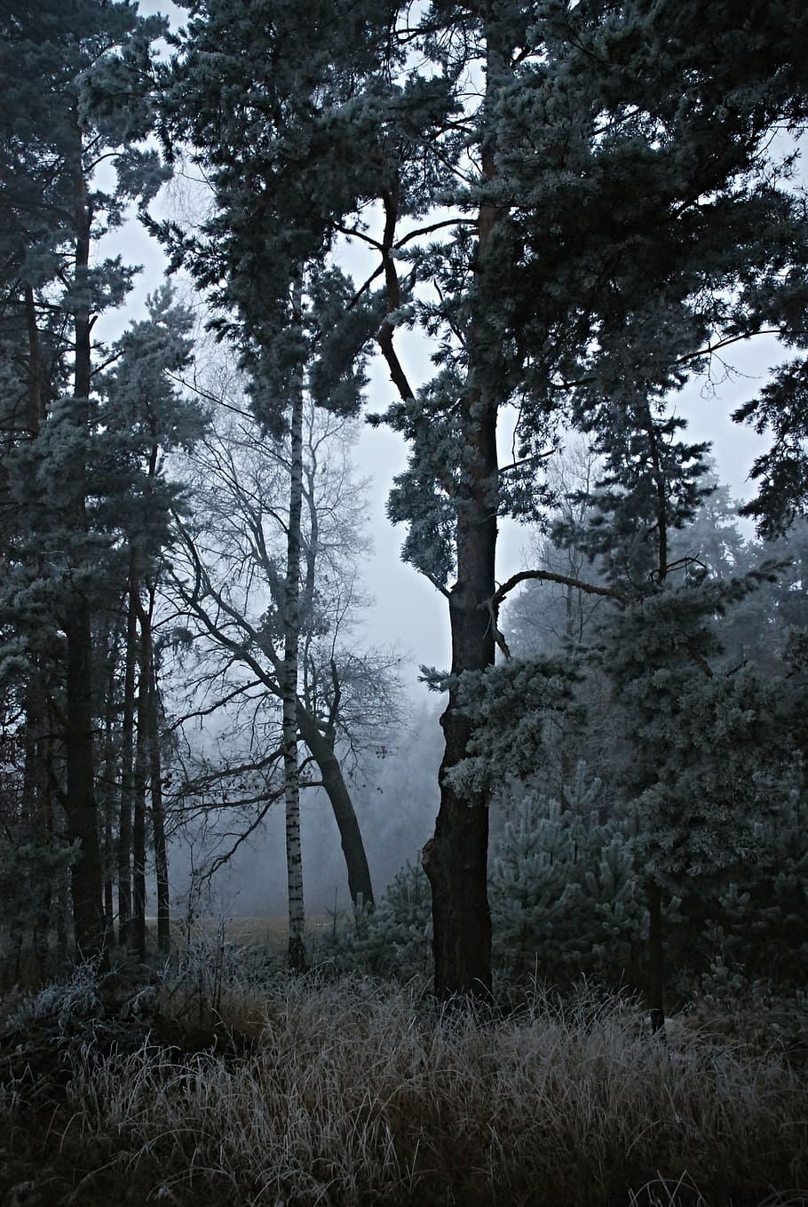 forest, trees, rime, evening, nature, landscape, woodland, scenics HD wallpaper
