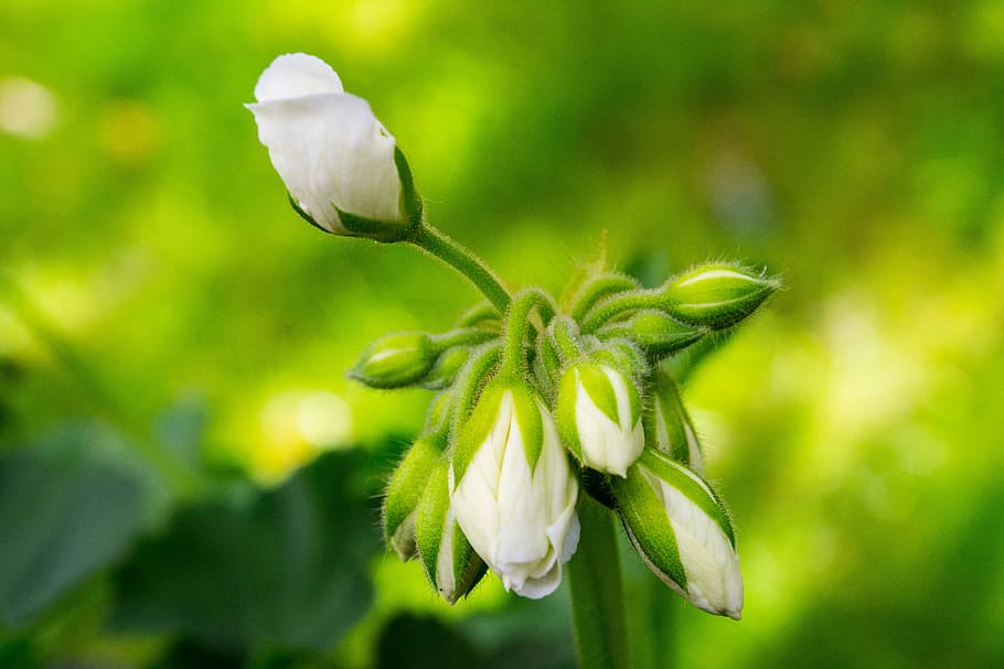 Close, white blossom, green, green color, flower, nature, focus on foreground HD wallpaper