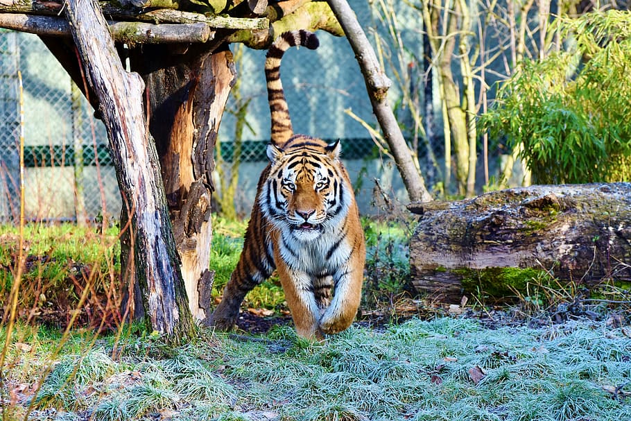 adult tiger, cat, predator, wildcat, big cat, tiger head, tongue HD wallpaper