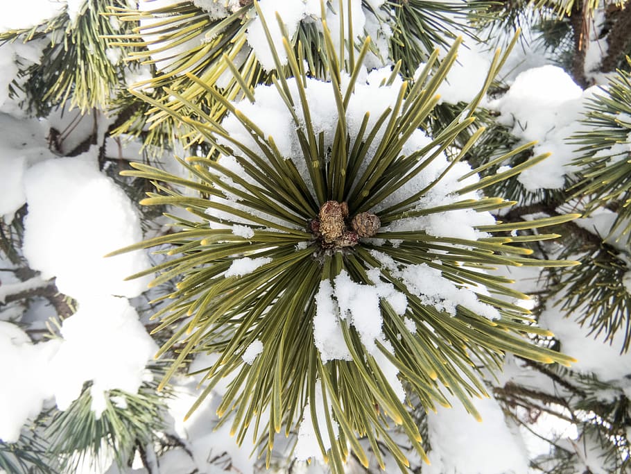 Plant, Pine, Tree, Needles, Macro, closeup, snow, covered, winter HD wallpaper