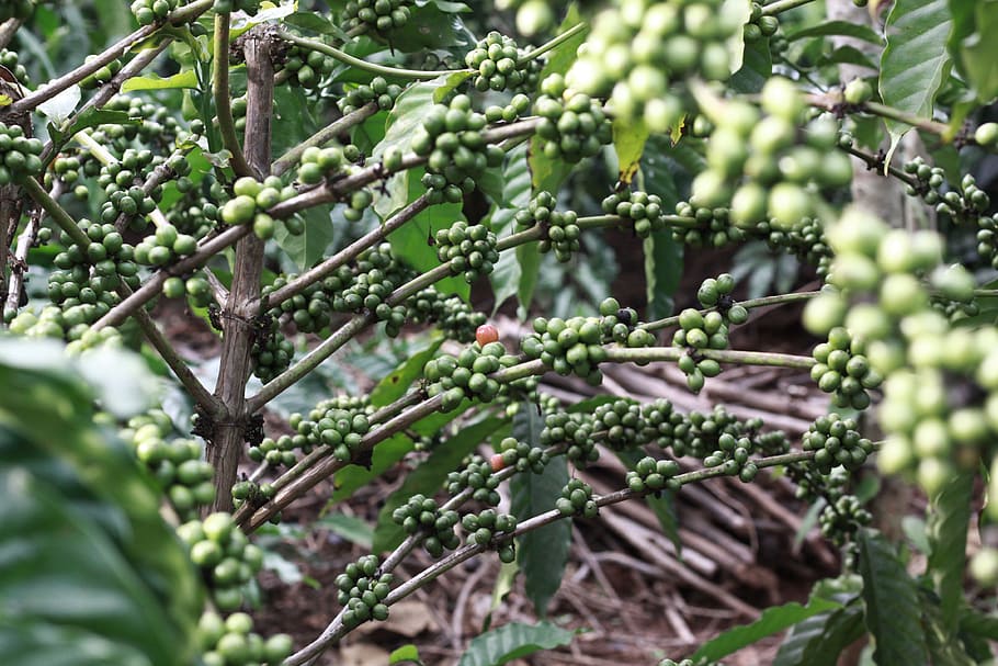 coffee, green, brown, natural, fresh, drink, food, organic HD wallpaper