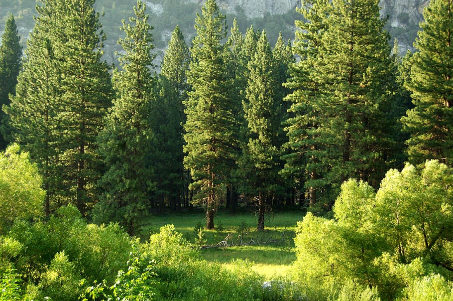 pine trees, green leafed trees, forest, park, meadow, greenery HD wallpaper
