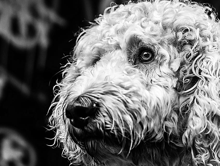 HD wallpaper: goldendoodle, dog, black and white, hybrid, wildlife photography | Wallpaper Flare