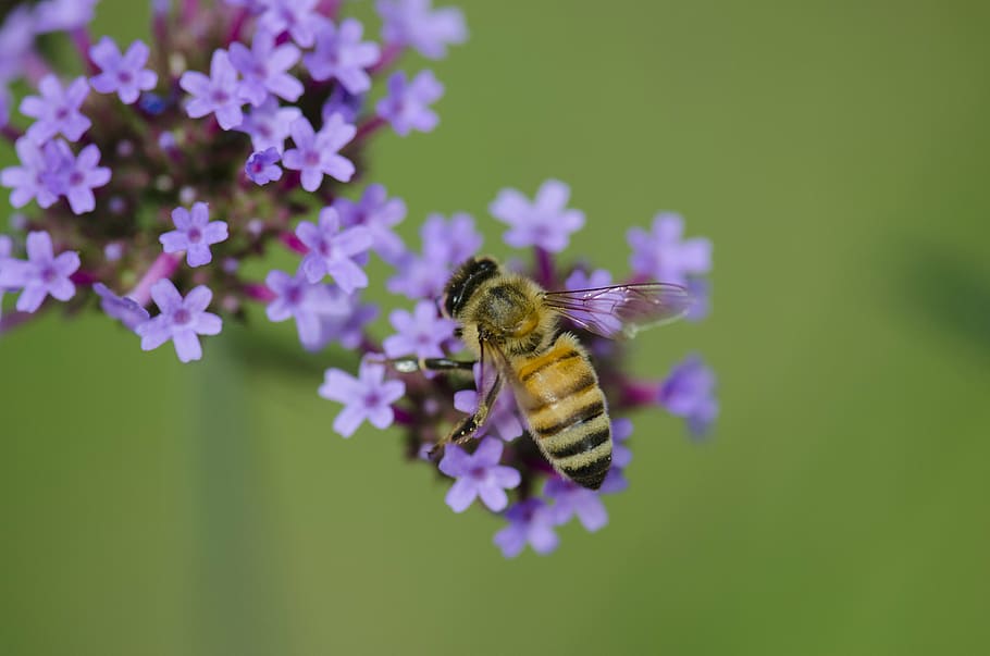 macro, insect, bee, purple, little flower, one animal, animal themes HD wallpaper