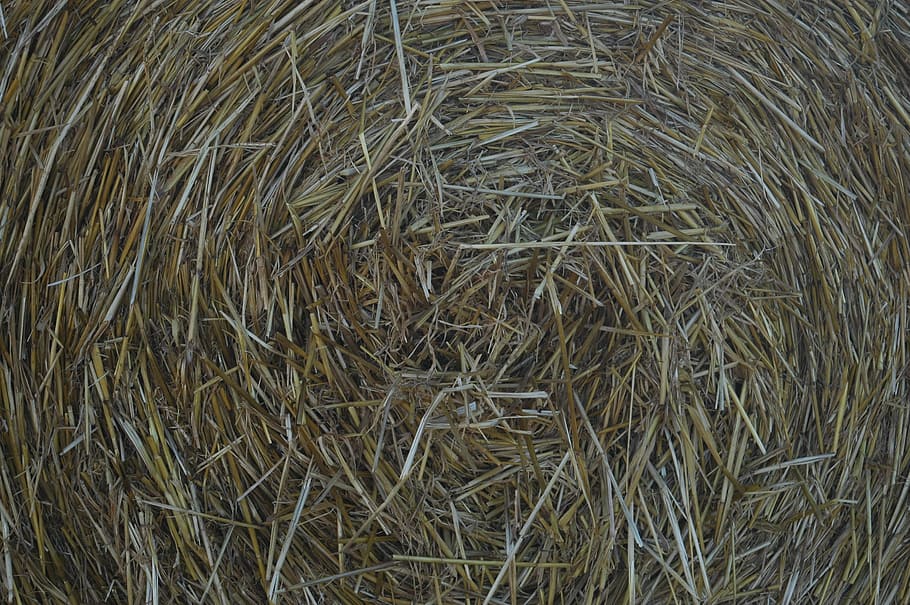 Straw, Harvest, Field, Agriculture, round bales, straw bales, HD wallpaper