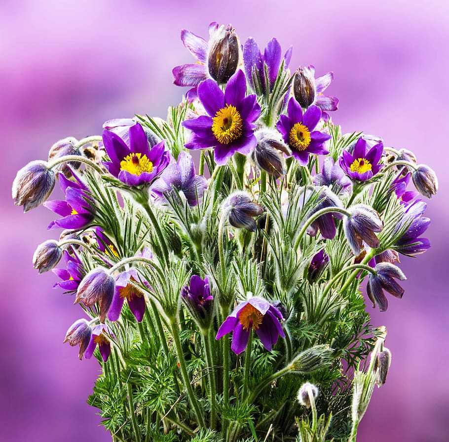 shallow focus photography of red petal flower, pasque flower HD wallpaper