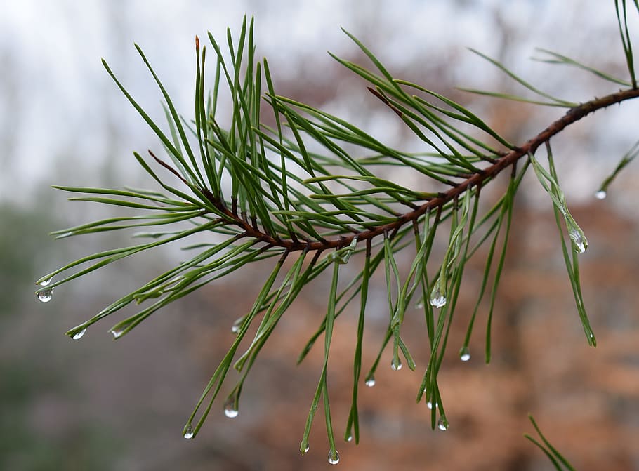 Pine, Needles, rain drops on pine needles, pine tree, nature HD wallpaper