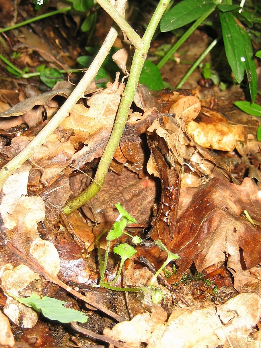 nature, animals, toad, leaf, autumn, forest, outdoors, plant part HD wallpaper