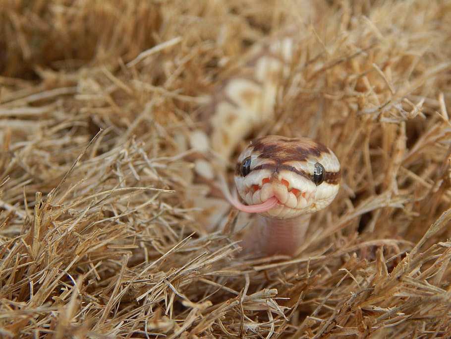 snake, reptile, grass, brown, predator, wildlife, animal, scales HD wallpaper