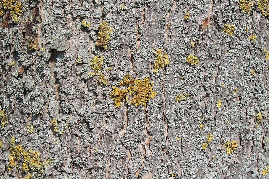 tree bark, log, texture, structure, wood, textured, day, no people HD wallpaper
