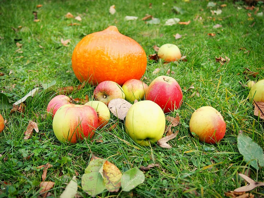 Pumpkin, Apple, Garden, grass, autumn, fruit, food and drink HD wallpaper