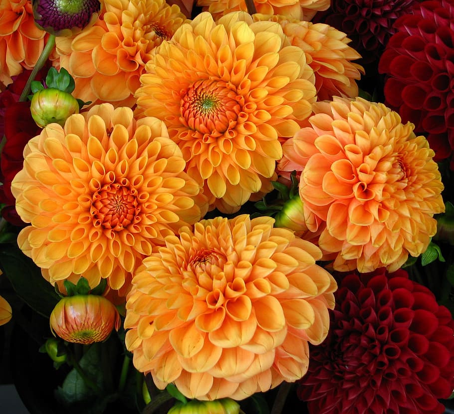 yellow and red flowers, dahlias, blooms, blossoms, petals, plants, HD wallpaper