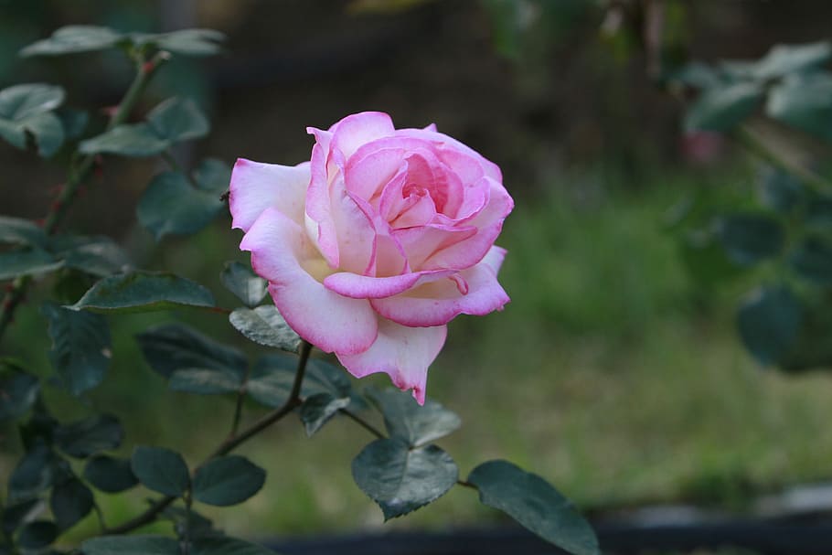 pink rose in shallow focus shot, flowers, flowering plant, pink color HD wallpaper