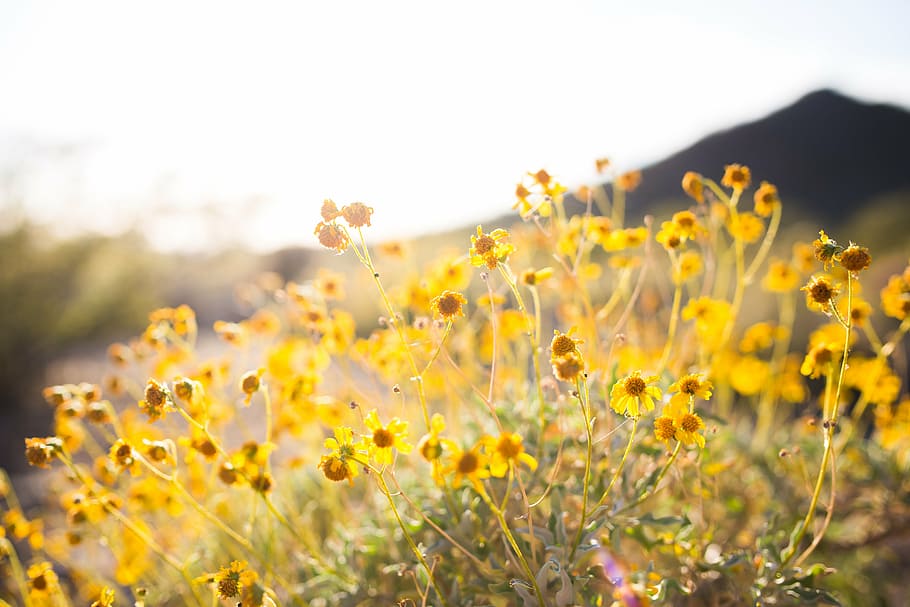 bloom, blossom, close-up, flora, flowers, nature, outdoors HD wallpaper