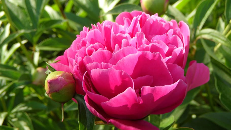 Peony, Flower, Garden, nature, petal, pink color, beauty in nature HD wallpaper