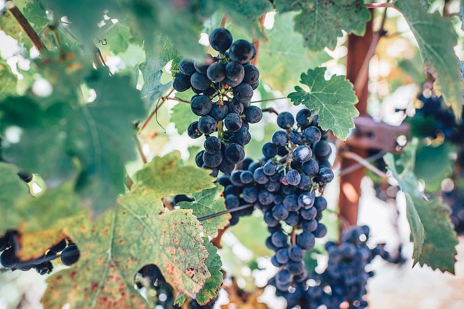 bunch of grapes, agriculture, cluster, color, fall, farm, flora HD wallpaper