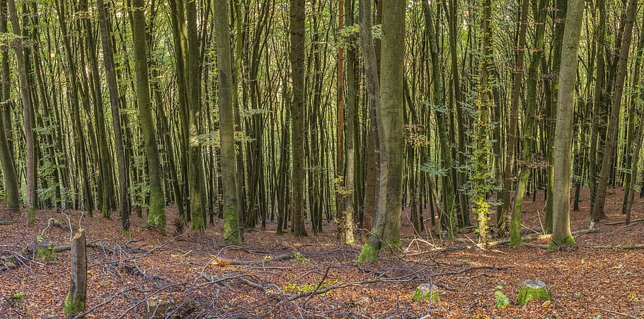 forest, header, background, web page, nature, mountain, slope HD wallpaper