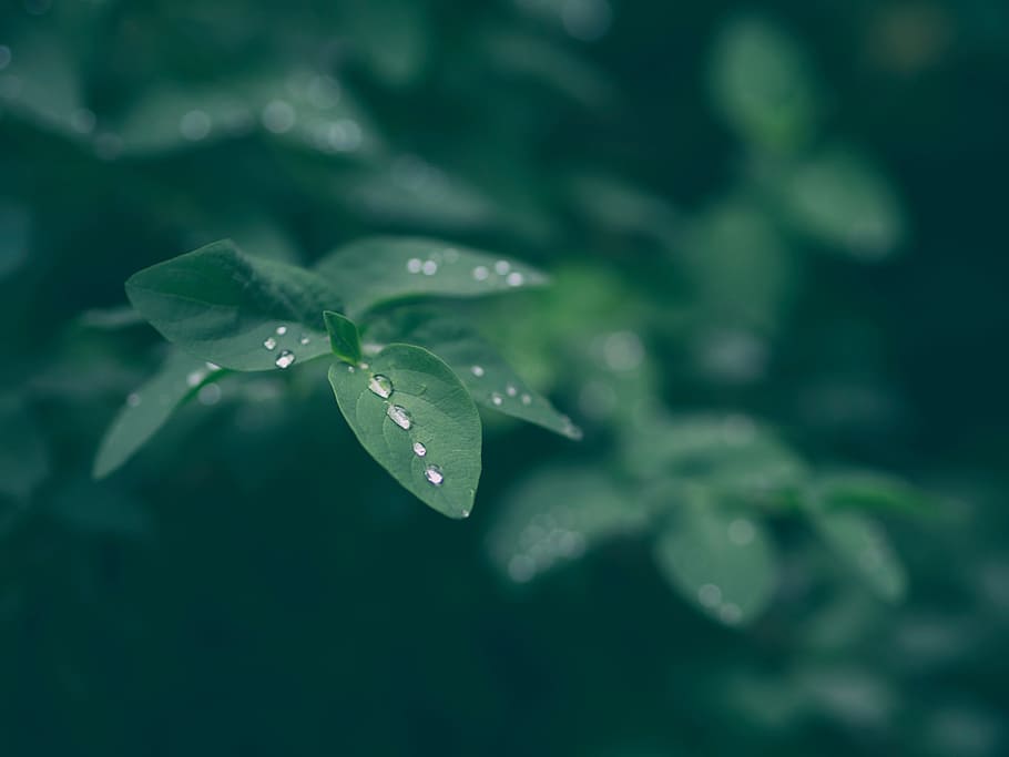 green, leaf, plant, nature, blur, wet, water, drop, growth HD wallpaper