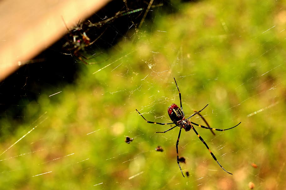 Spider, Yellow, Web, Sun, Nature, red, arachnid, insect, autumn HD wallpaper