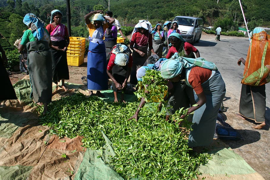 people harvesting plants near vegicle, tea, tea pickers, sri lanka