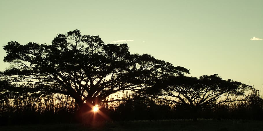 sunset, lawn, serra gaucha, tree, plant, sky, silhouette, tranquility HD wallpaper