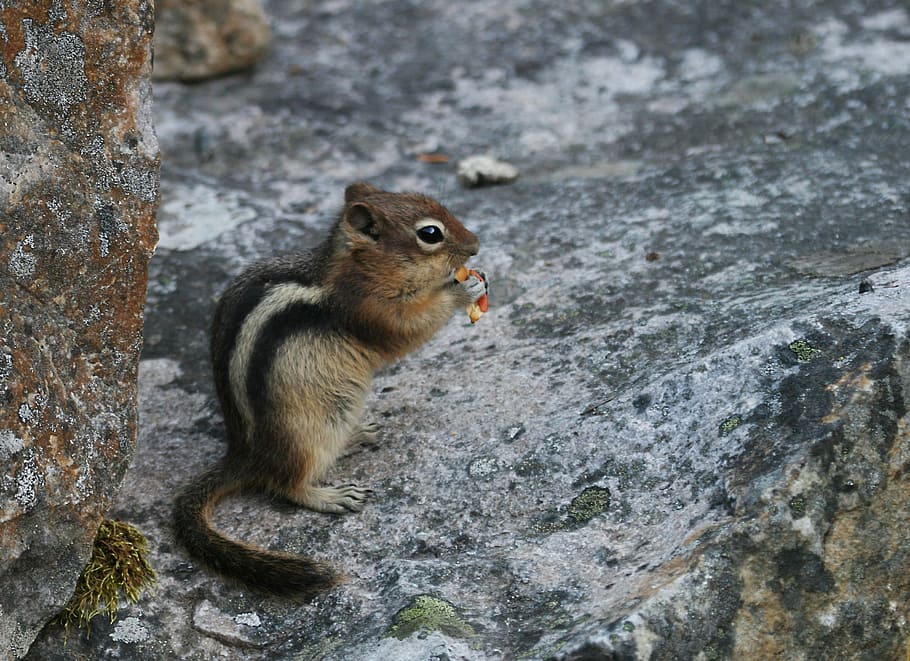 squirrel holding seed, chipmunk, ground squirrel, rodent, eating HD wallpaper